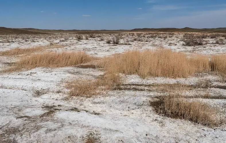 新疆种了多年的地，盐碱化严重，应该用什么底肥好呢盐碱地养螃蟹的风险罗布泊有植物吗