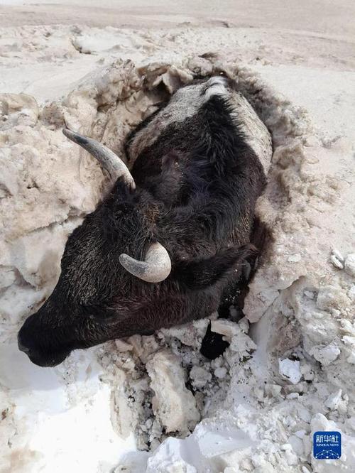 沙尘暴的利与弊树林里一头牛在吃草土地为国有林场的,集体村民造林的林场怎样收取林地占用费