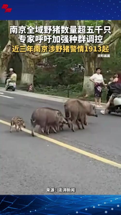 南京：两只小野猪受伤落难，热心市民救助, 你怎么看江苏哪些地方有野猪江苏省野生动物有哪些